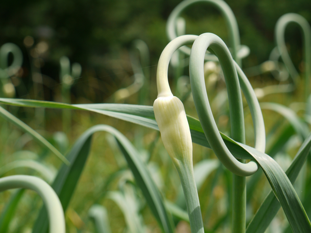 Garlic Scapes: Should You Cut Them … Or Leave Them?