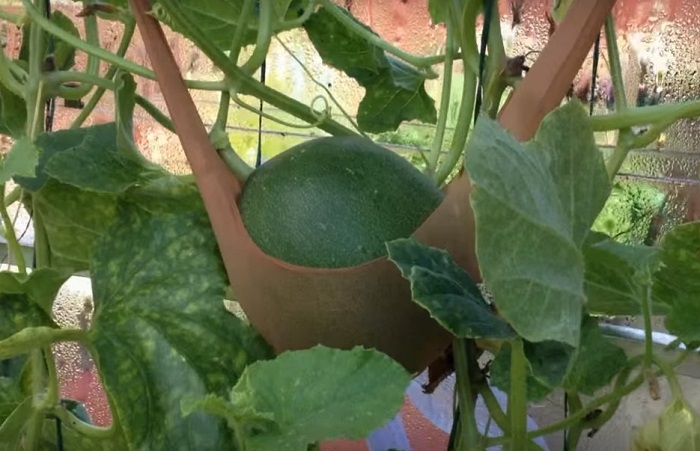 3 Vegetables You Didn’t Know Could Be Grown Vertically (Yep, We Were Surprised, Too)