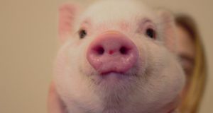 Town’s Ban On Livestock Endangers Her Miniature Pig Pet