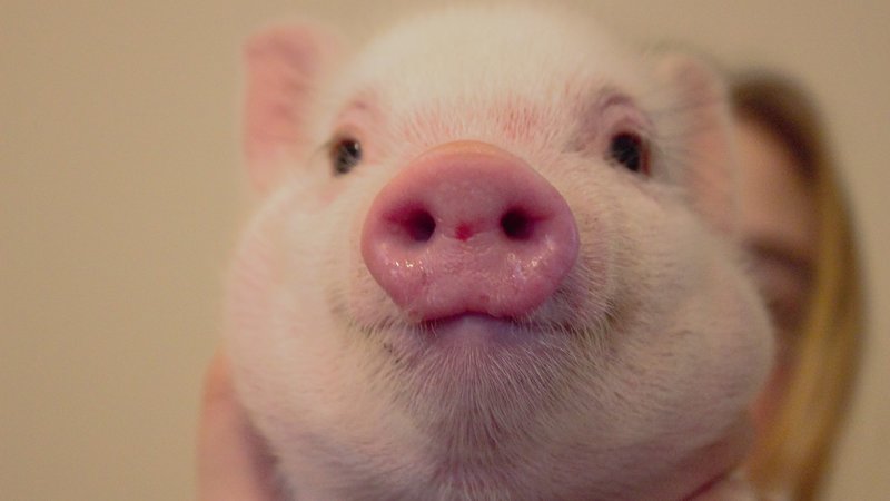 Town's Ban On Livestock Endangers Her Pot Belly Pig Pet