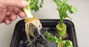 8 ‘Magical’ Vegetables You Can Regrow From Scraps (With A Little Help)