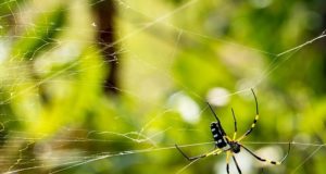 Natural, Off-Grid Cures For Spider Bites