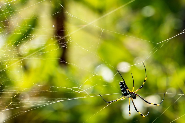 Natural, Off-Grid Cures For Spider Bites