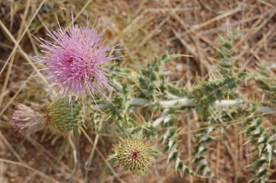 24 Little-Known 'Miracle Plants' The Navajo Used For Medicine