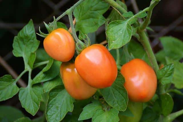 How To Grow Indoor Tomatoes In A Mason Jar ... Without Dirt