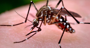 Zika Spreads To 14 In Florida; CDC Issues Travel Warning