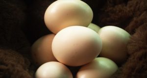 Simple Tricks For Raising The Healthiest Backyard Eggs