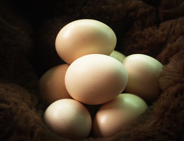 Simple Tricks For Raising THE Healthiest Backyard Eggs