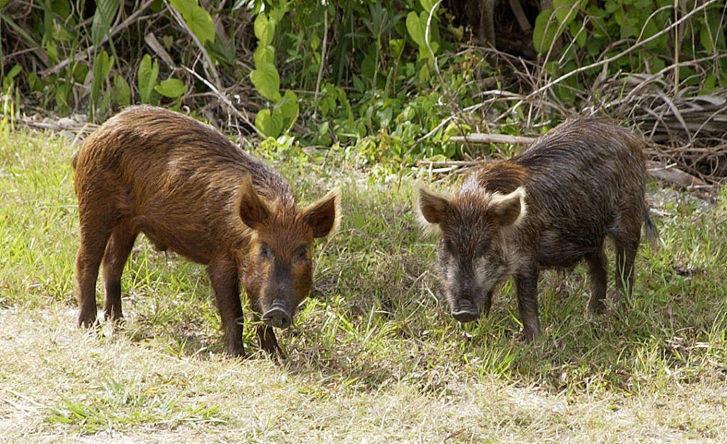 The Fastest Way To Rid Your Land Of Wild Hogs