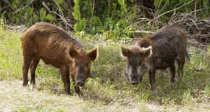The Fastest Way To Rid Your Land Of Wild Hogs