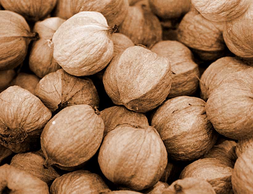Hickory Nuts: The Wild-And-Abundant Fall Food You Better Grab Before They’re Gone