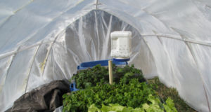 DIY: The Cheap-And-Durable Hoop House Your Winter Garden Needs