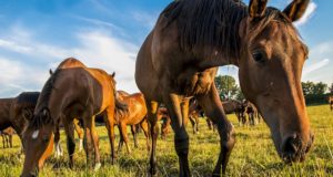U.S. Government To Kill 44,000 Horses In Mass Slaughter?