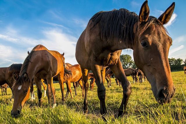 Government To Kill 44,000 Horses In Mass Slaughter?