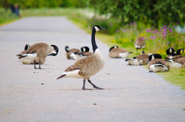 Geese As Guard Dogs? Yep, And They’re Better At It, Too
