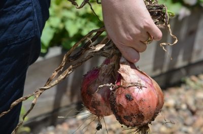 Why Fall May Be The Best Time To Plant Your Onions