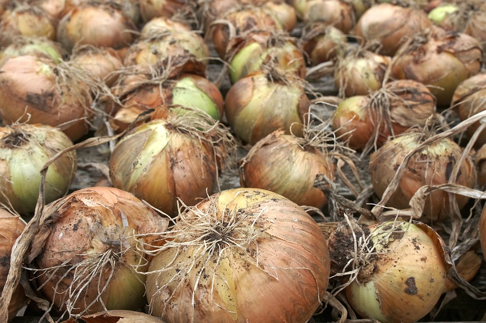 Storing Onions ALL WINTER Long