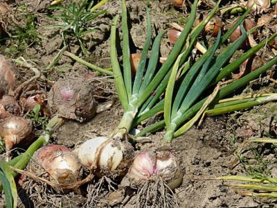 Storing Onions ALL WINTER Long 