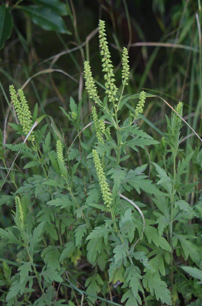 5 Natural Remedies For Ragweed-Induced Fall Allergies - Off The Grid News