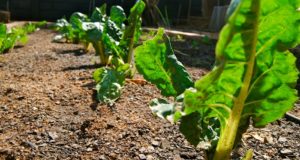 8 Hardy Vegetables You Can Leave In The Ground During Winter For A Super-Early 2017 Harvest