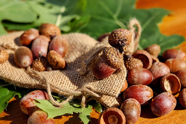 Edible Wild Nuts