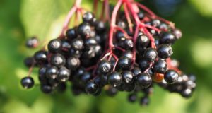 Elderberry: The ‘Miracle Fruit’ That Kept People Healthy Prior To Vaccines