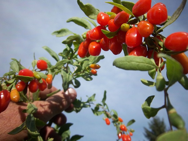 Goji Berries: The Cancer-Fighting Chinese Superfood You Can Grow At Home