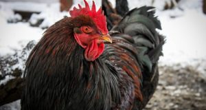 5 Steps To Get Your Chickens Ready For Winter (And Ensure You Still Have Eggs)