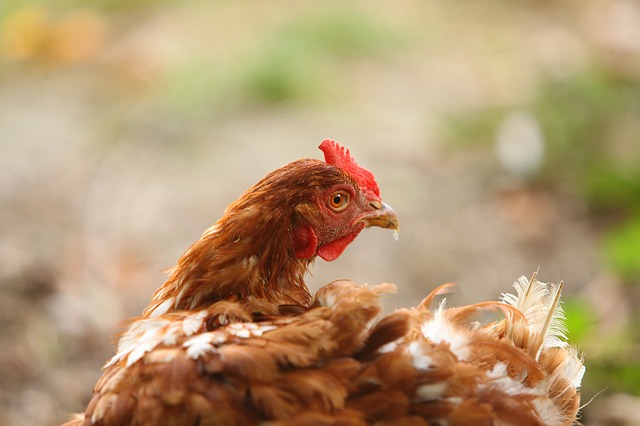 8 Common & Foolish Mistakes Chicken Owners Make (Please, Don’t Do No. 4)