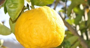 The Fastest Way To Grow Lemon Trees Indoors