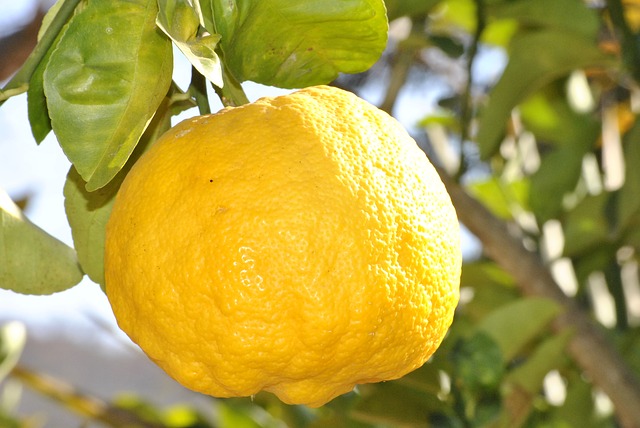 The Fastest Way To Grow Lemon Trees Indoors