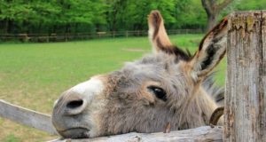 Why Donkeys Are (Often) Better Than Dogs At Guarding Livestock