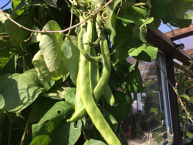 Miss Gardening? Grow Green Beans Indoors This Winter