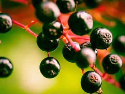 elderberry syrup