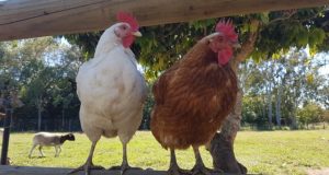 Forget Plucking! There’s A MUCH Easier Way To Process Chickens