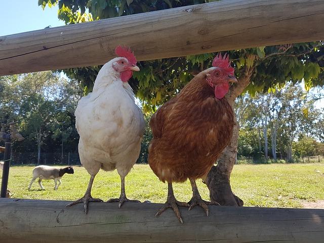 Forget Plucking! Here’s A MUCH Easier Way To Process Chickens