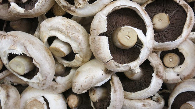 Mushrooms: The Perfect, Indoor, Fast-Growing Winter Crop