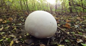 The Easy-To-Spot Giant Mushroom That Can Feed An Entire Family