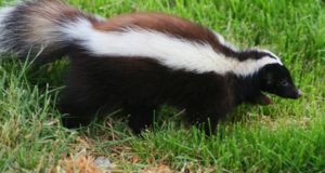 Kill A Skunk? Go To Jail (That’s What Happened To This Man)