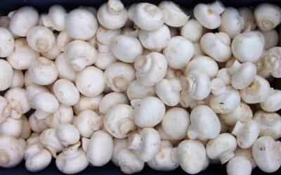 Mushrooms: The Perfect, Indoor, Fast-Growing Winter Crop