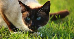 The 5 Very Best Cat Breeds For The Homestead