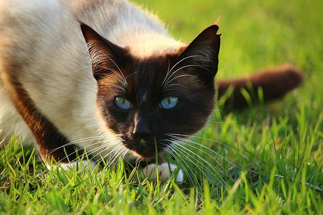 The 5 Very Best Cat Breeds For The Homestead