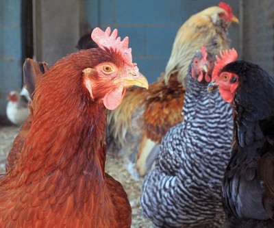 8 Reasons Chickens Nearly Always Pay For Themselves (And Then Some) 