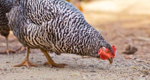Tips On Corn-Free, Natural Feeding Your Backyard Chickens