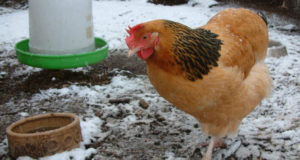 The Right Way To Treat Frostbite In Chickens