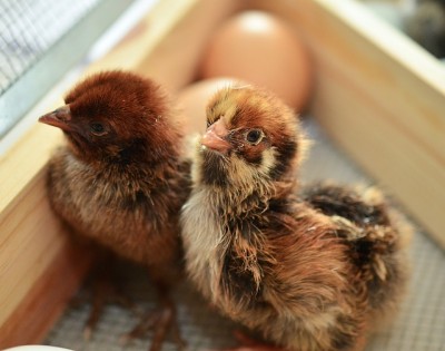 No, You Don’t Have To Raise Chicks Under Heat Lamps