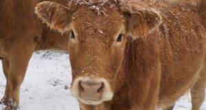 6 Dirt-Cheap, Ingenious Ways To Water Animals During Winter
