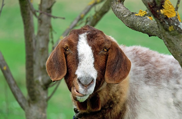 The Overlooked Way You Can Make THOUSANDS Of Dollars With Goats 