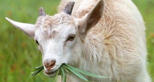 7 Simple Ways To Minimize Veterinary Costs For Livestock