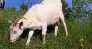The 5 Best Livestock For Beginning Homesteaders